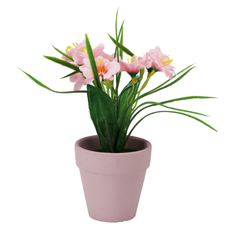 Maceta con Flor Clavelina Rosa