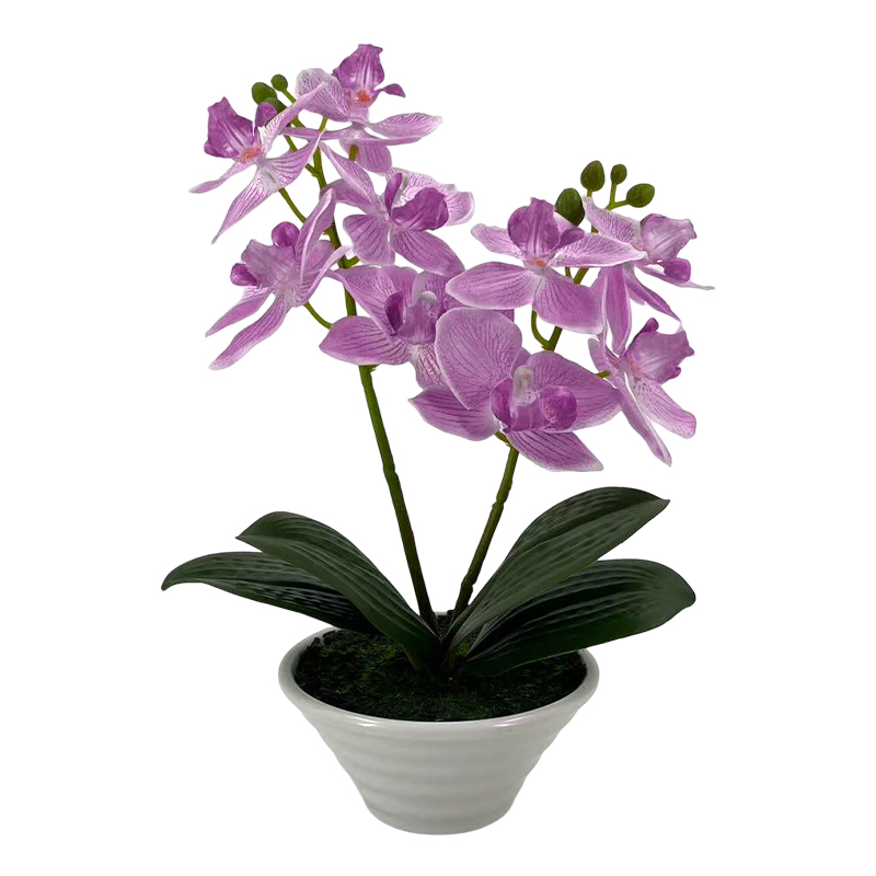 Maceta Phalaenopsis Oval Fucsia 30cm