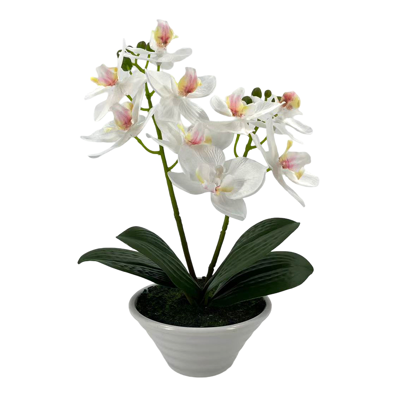 Maceta Phalaenopsis Oval Blanca 30cm
