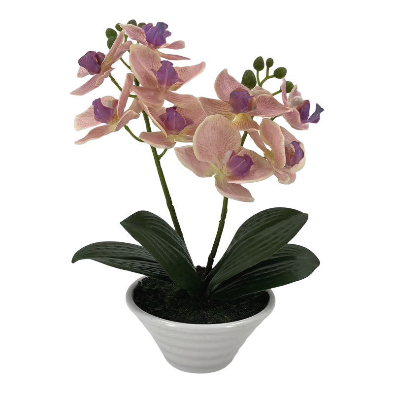 Maceta Phalaenopsis Oval Fucsia Rosada 30cm
