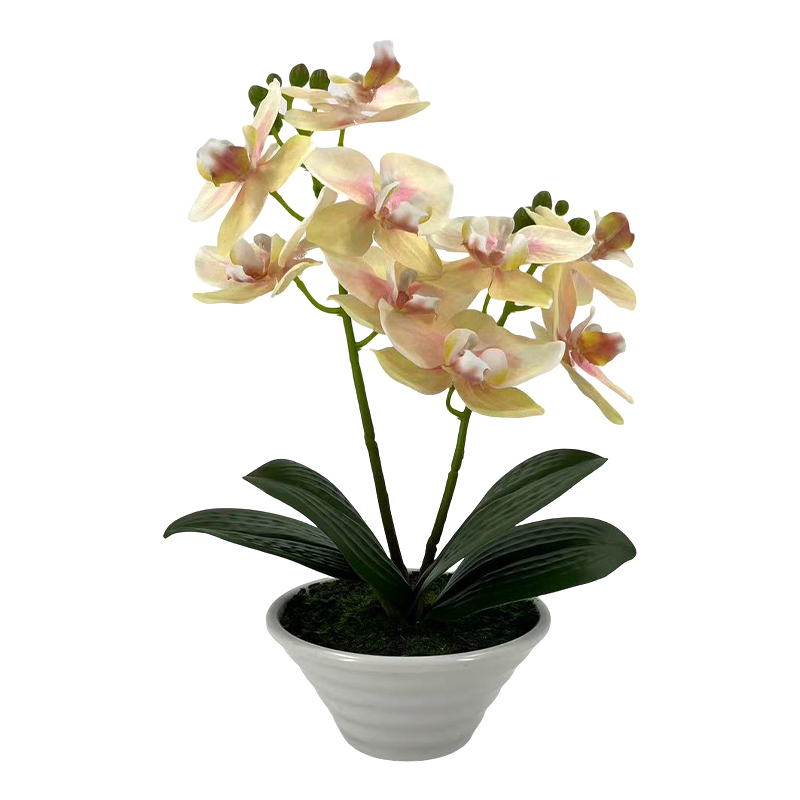 Maceta Phalaenopsis Oval Amarilla 30cm