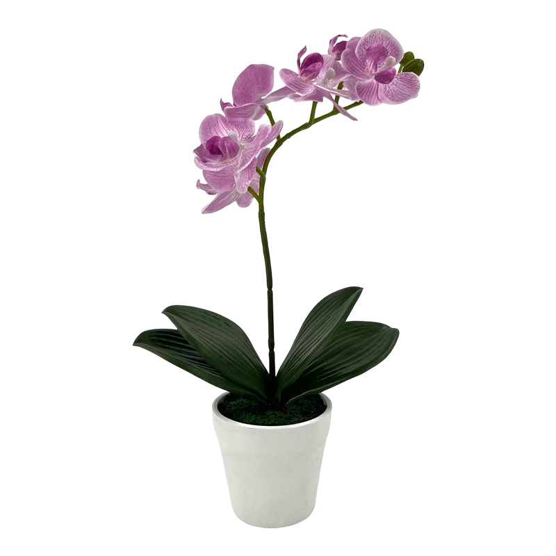 Maceta Phalaenopsis Fucsia 30cm