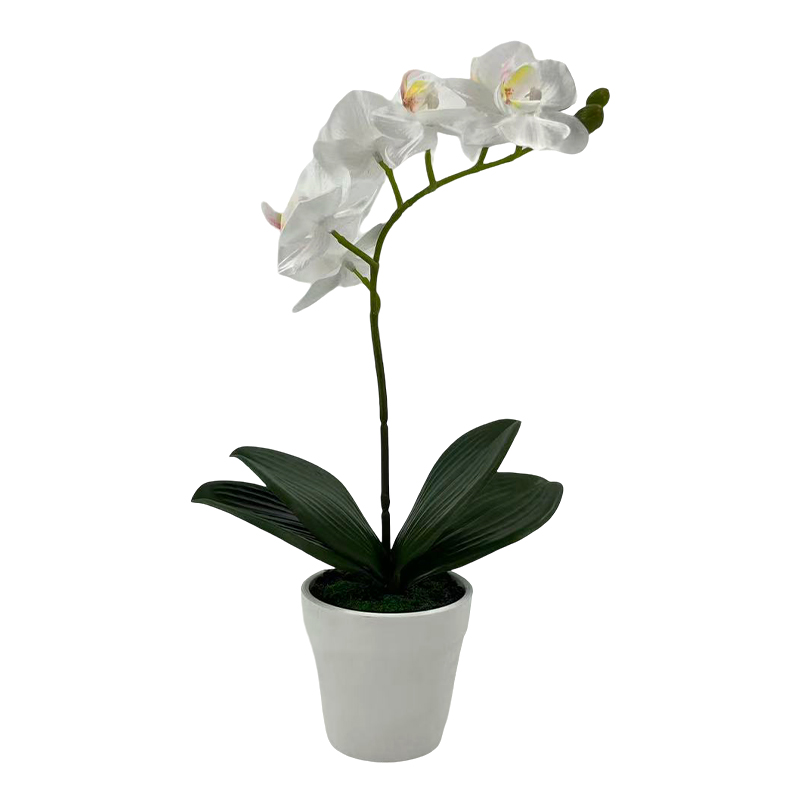 Maceta Phalaenopsis Blanca 30cm