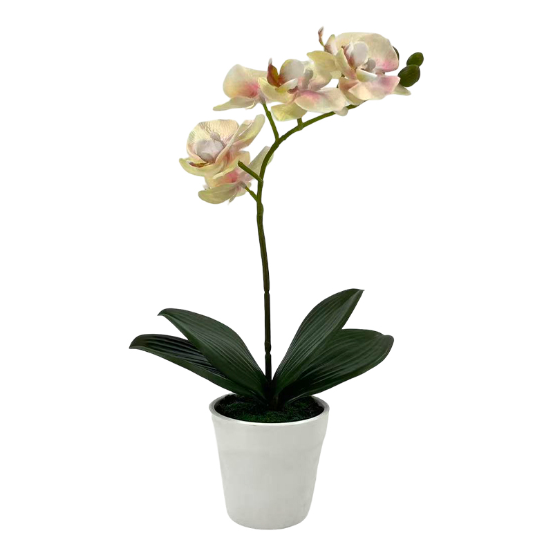 Maceta Phalaenopsis Amarilla 30cm