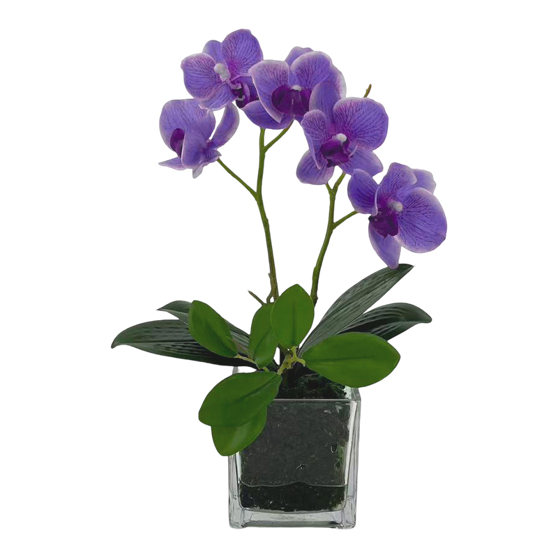 Maceta Phalaenopsis Vidrio Lila 30cm