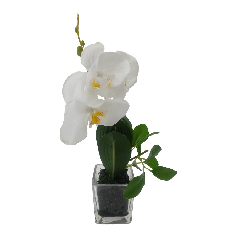 Maceta Phalaenopsis Vidrio Blanca 28cm