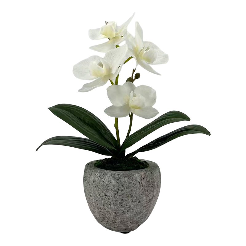 Maceta Phalaenopsis Piedra Blanca 22cm