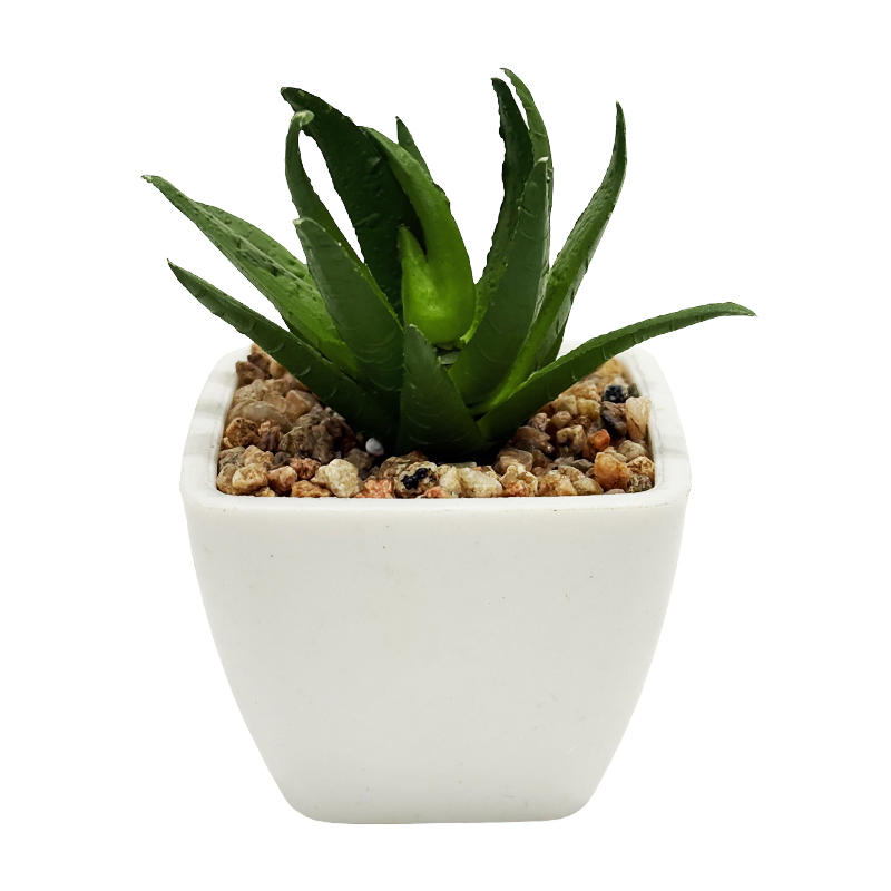 Maceta Suculenta Haworth 8cm