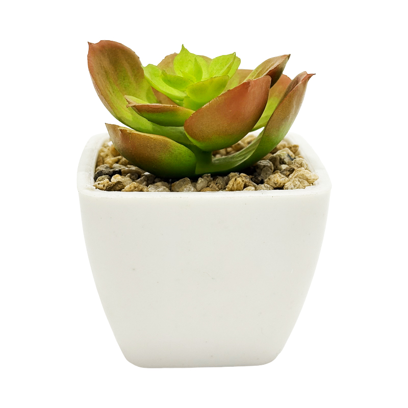 Maceta Suculenta Echeveria 8cm