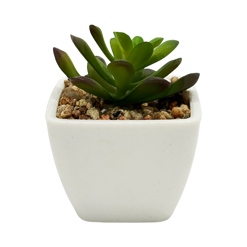 Maceta Suculenta Aeonio 8cm