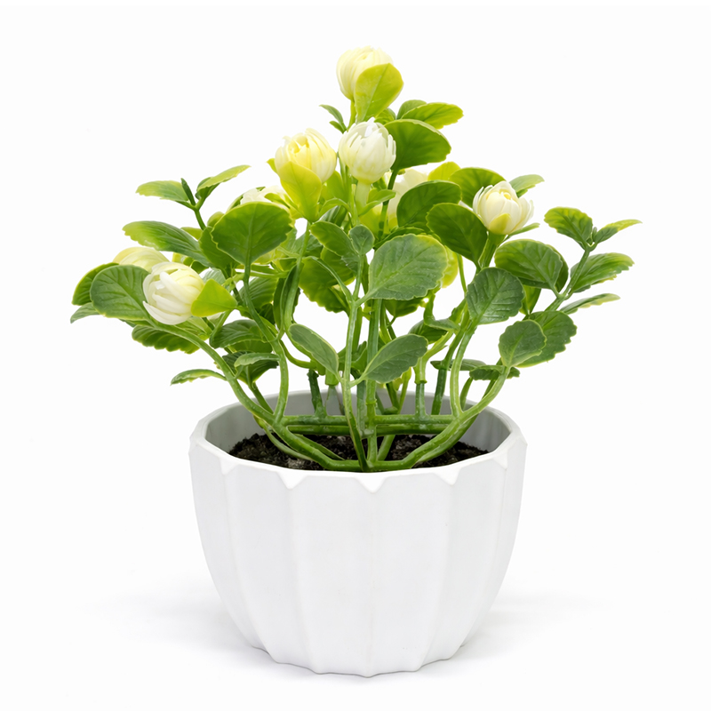 Maceta Blanca con Camelia Blanca 17cm