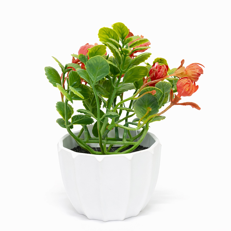 Maceta Blanca con Camelia Salmón 17cm