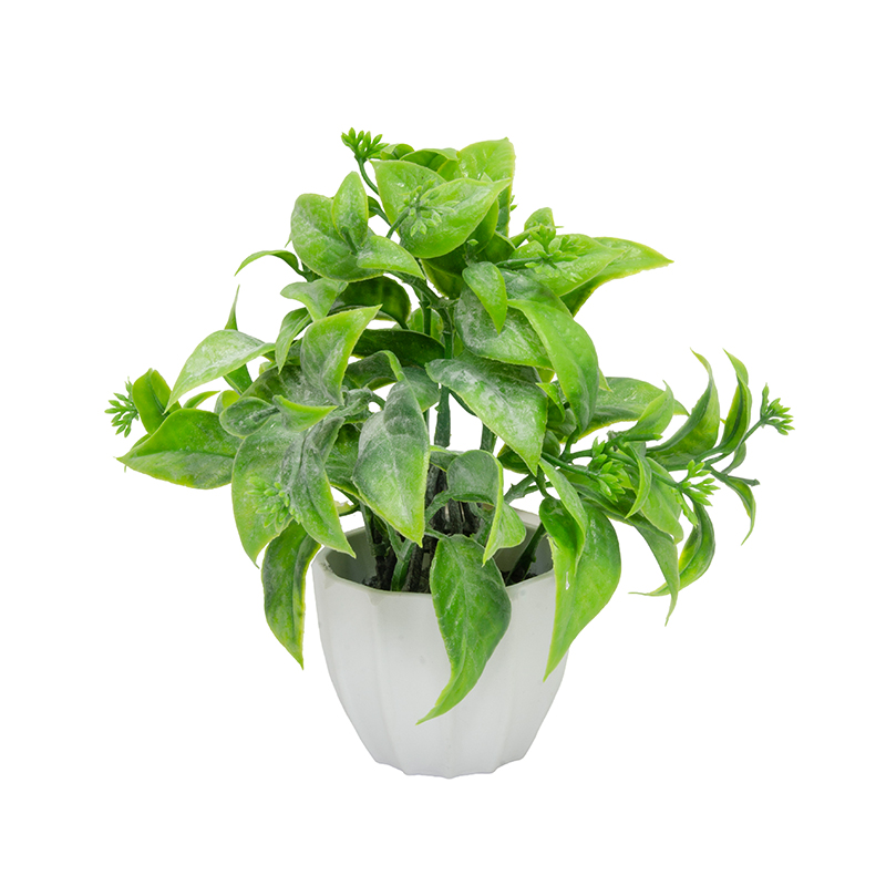 Maceta Blanca con Laurel 15cm