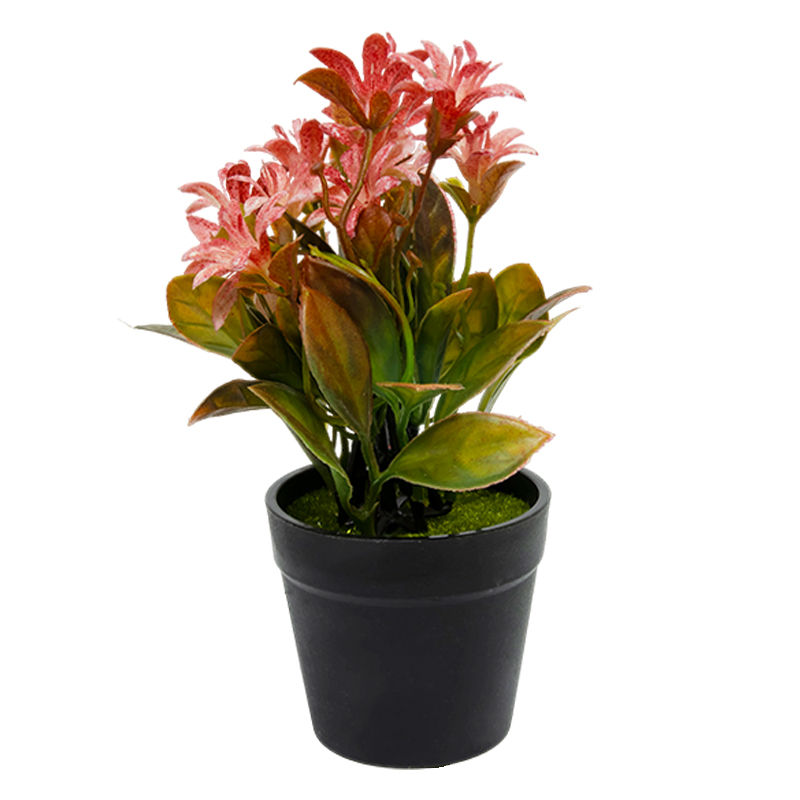 Maceta Negra con Jazmín Rojo 20cm