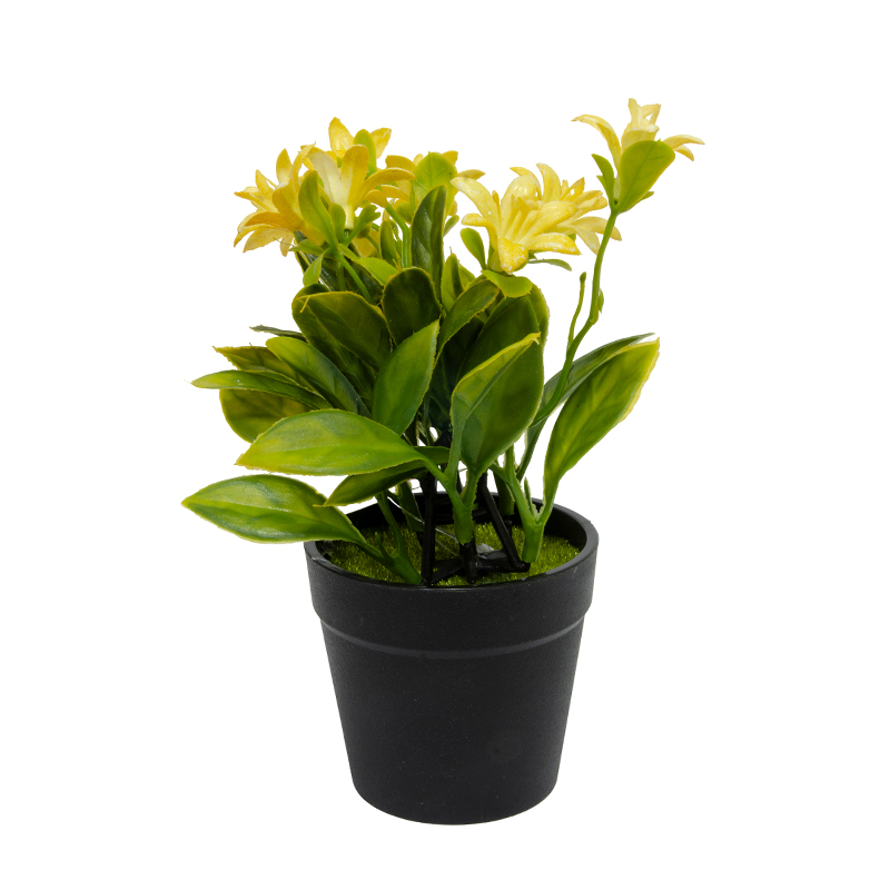 Maceta Negra con Jazmín Amarillo 20cm