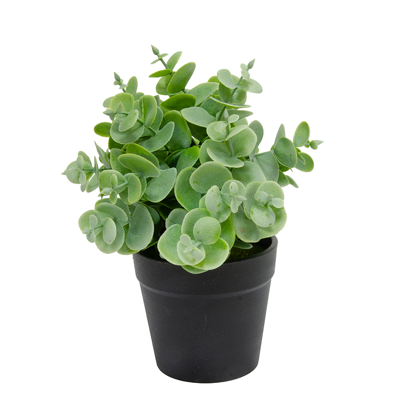 Maceta Negra con Hojas Eucalipto 17cm