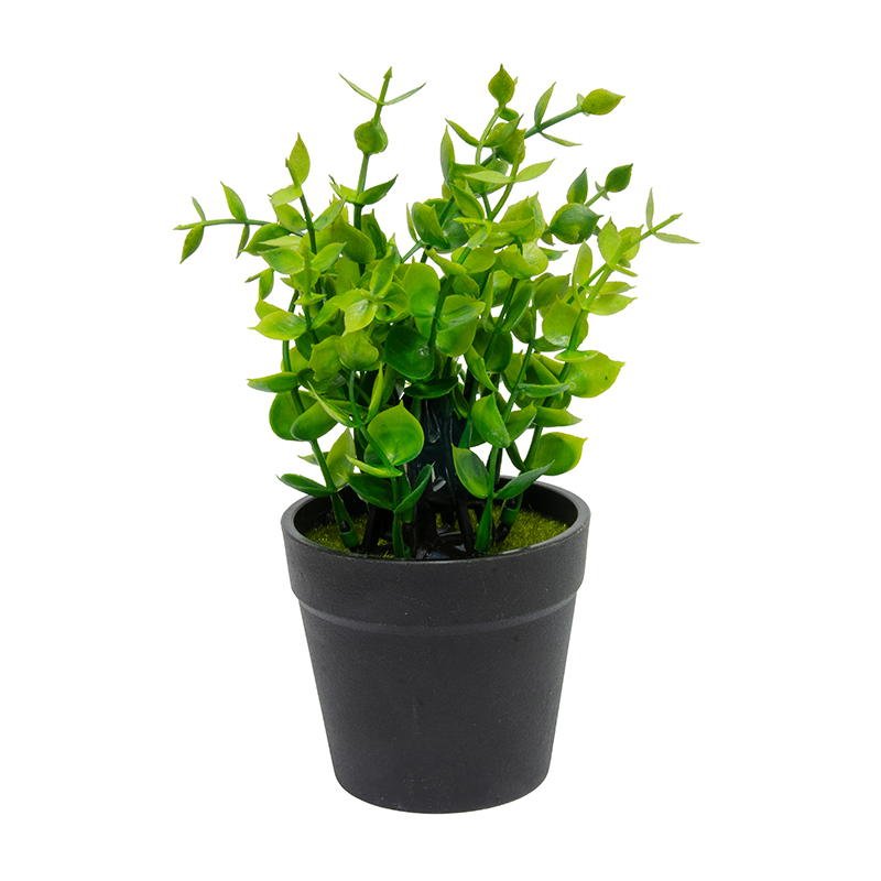 Maceta Negra con Hojas Buxus 19cm