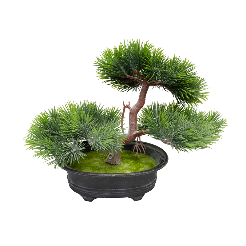 Maceta Bonsai Pino 21cm