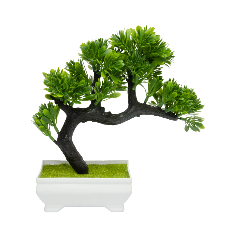 Maceta Bonsai Ciprés 22cm