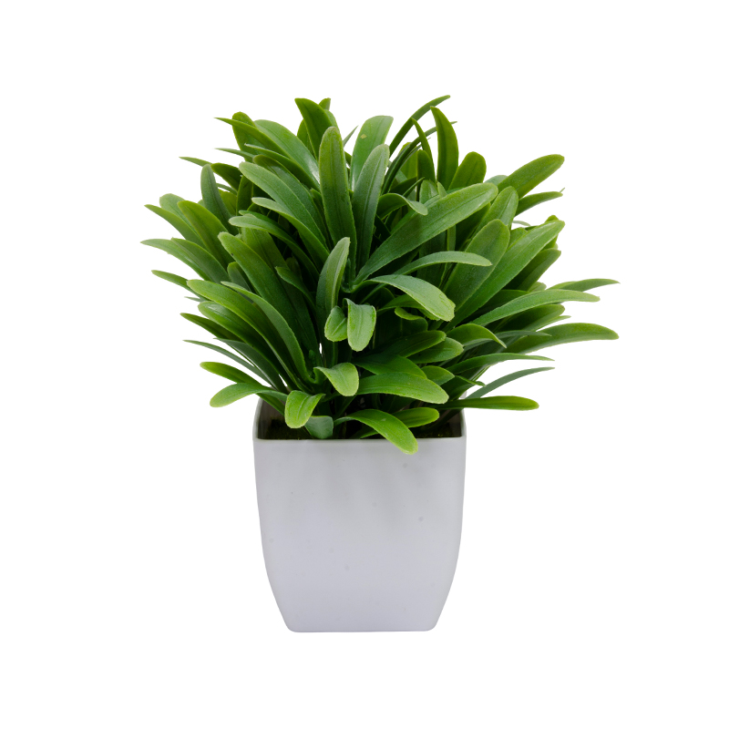 Maceta con Hojas Liriope 18cm