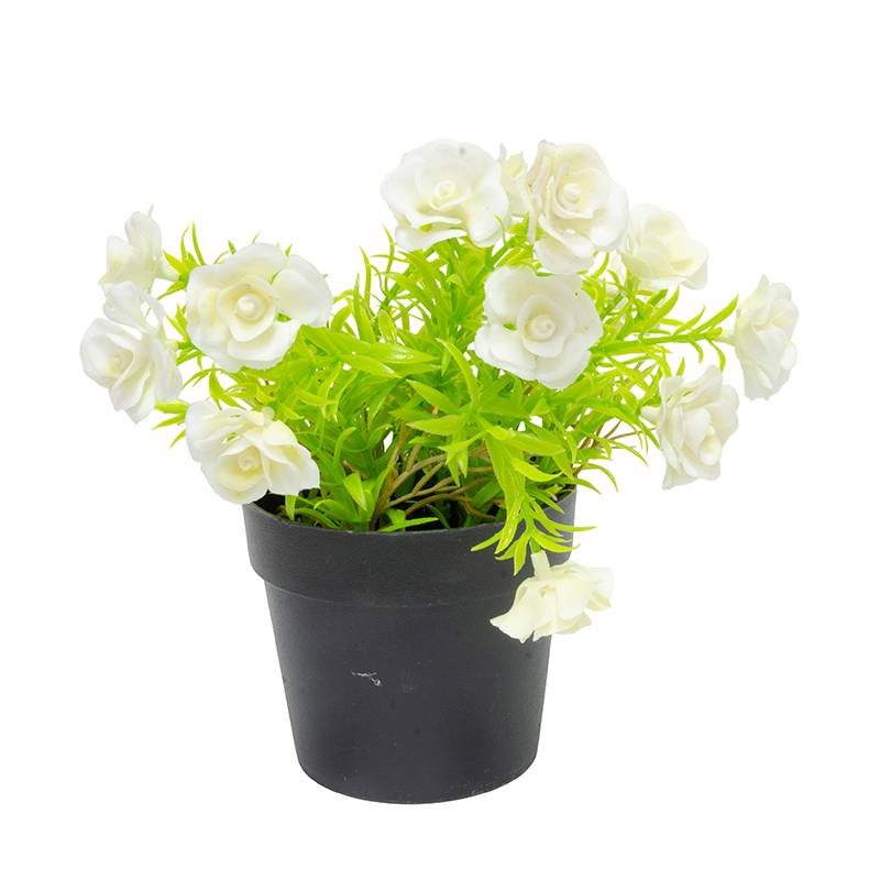 Maceta con Rosa Blanca 20cm