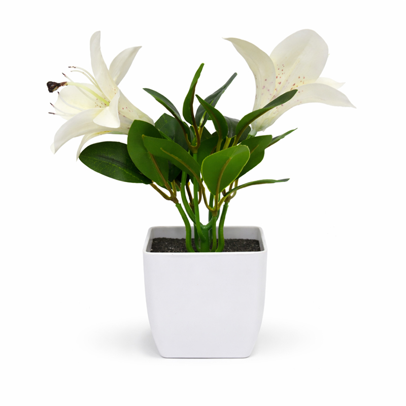 Maceta con Lirio Blanco 20cm