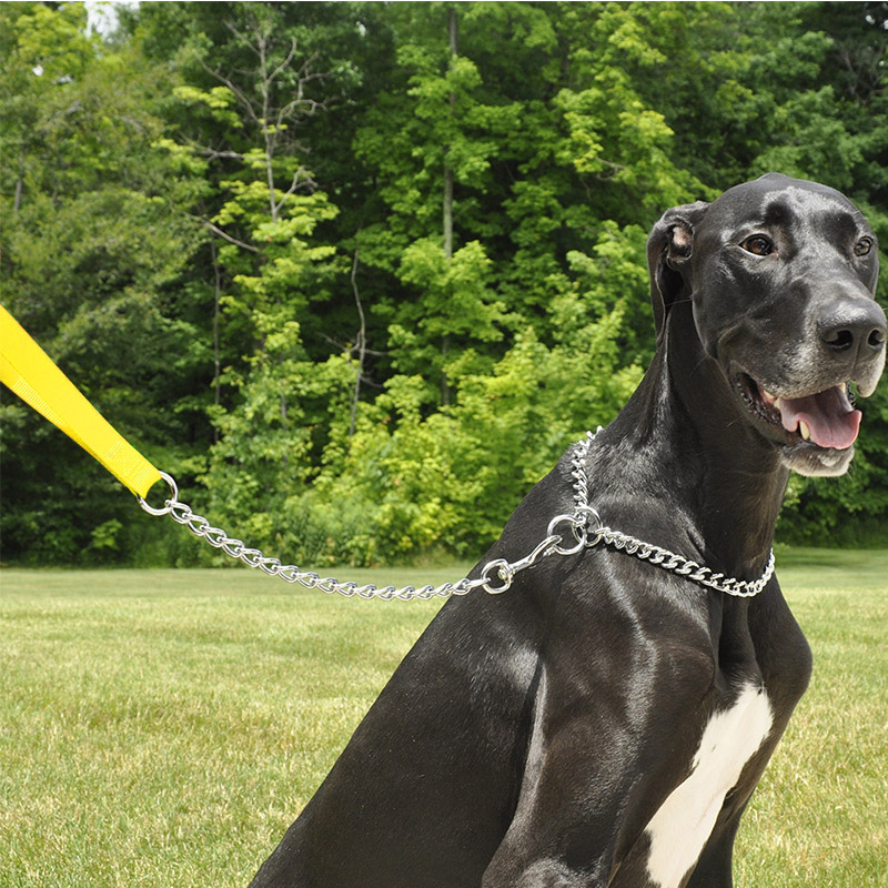Cadena para Perro Niquelada de 48" Almacenes Boyacá