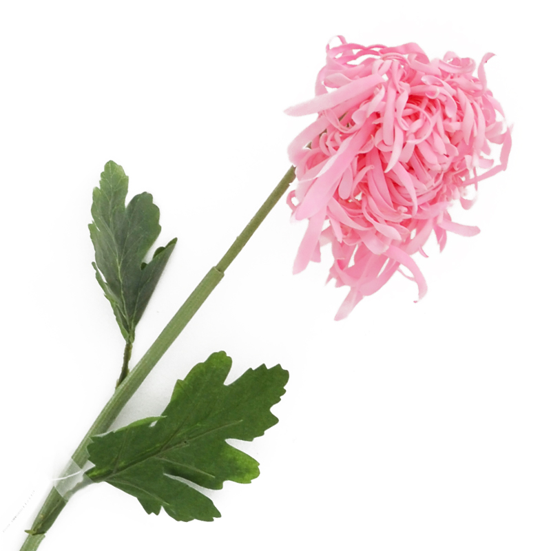 Flor Crisantemo Rosada