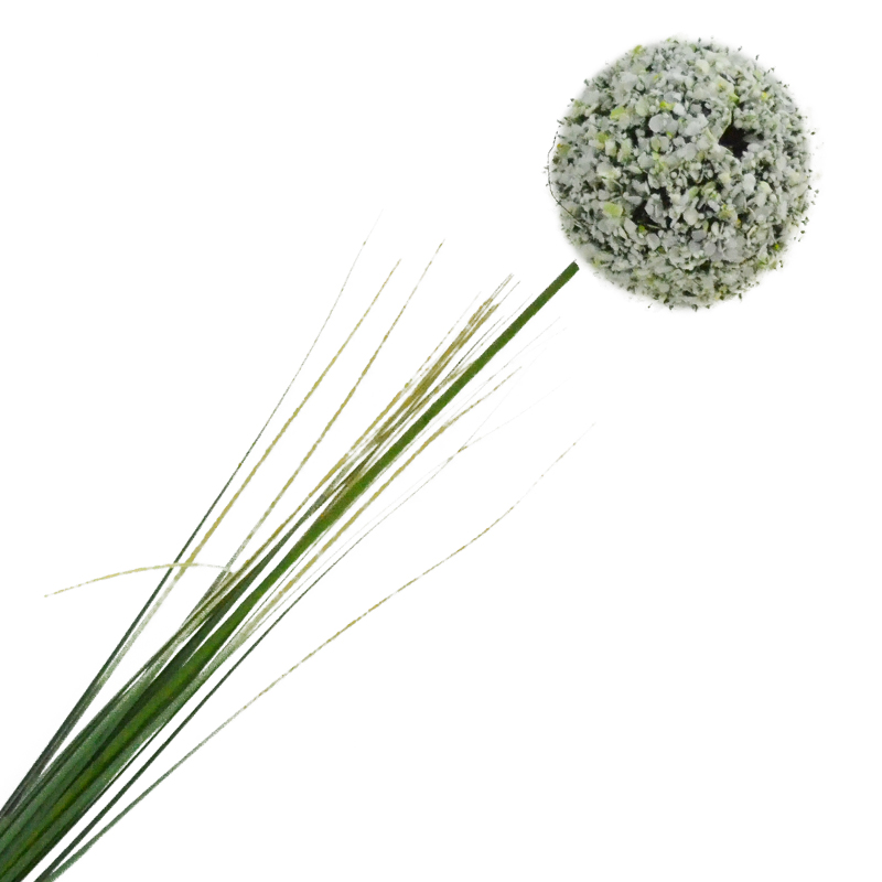 Flor Allium Cepa Blanca