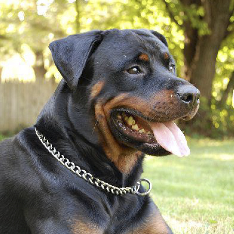 Collar para Perro 