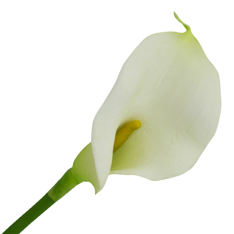Flor Calla  Blanca  