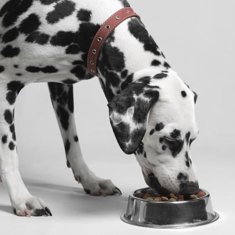 Plato para Mascotas de Acero Inoxidable con Base de Caucho