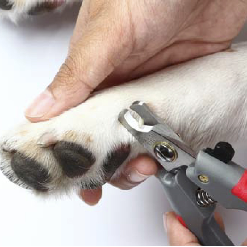 Cortaúñas y Lima para Mascota