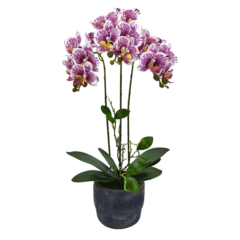Maceta Phalaenopsis Blanco Lila 52cm