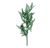 Ramas