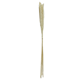 Rama Seca Blanca 75cm
