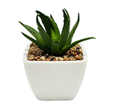 Maceta Suculenta Haworth 8cm