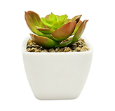 Maceta Suculenta Echeveria 8cm