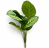 Rama Hoja Calathea Artificial 49cm