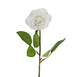 Rosa Blanca 44cm