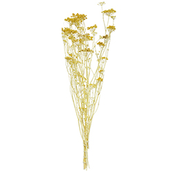 Gypsofilia Silvestre 78cm