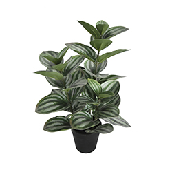 Planta Artificial Peperomia 40cm