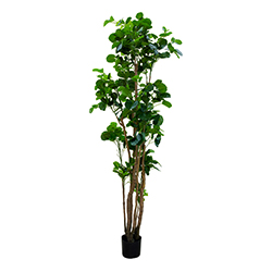 Planta Artificial Aralia 200cm