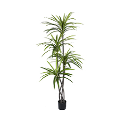 Planta Artificial Dracanea 210cm
