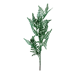 Ramas Helecho Verde Escharchada