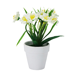 Maceta con Flor Clavelina Blanca