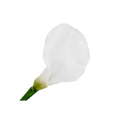 Flor Calla Blanca