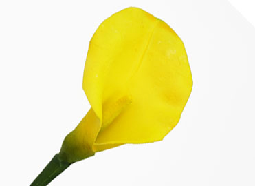 Flor Calla Amarilla