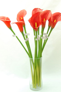 Flor Calla Vino