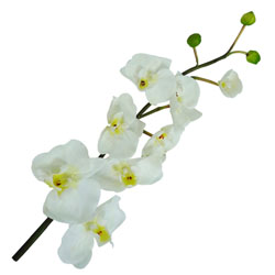 Flor orquídea Natural